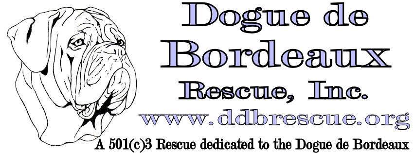 Dogue De Bordeaux