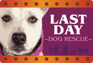 Last Day Dog Rescue Charity